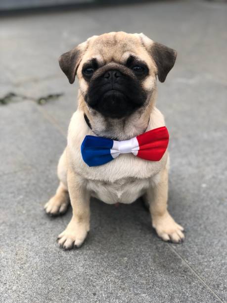 14 Juillet, pug with a french bowtie, france 14 Juillet, pug with a french bowtie, france bastille day photos stock pictures, royalty-free photos & images