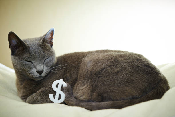 istock Cat with currency symbols 1161310819