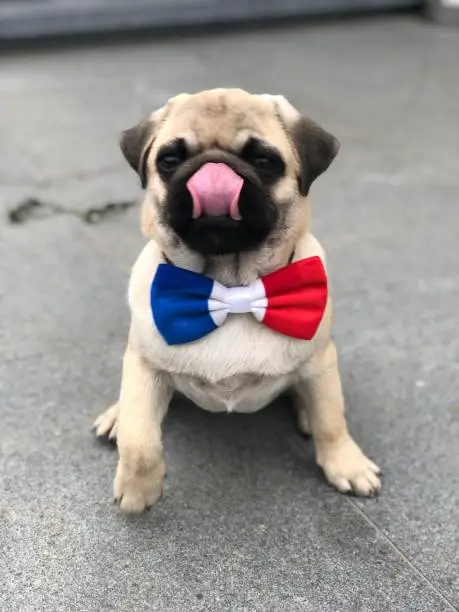 14 Juillet, pug with a french bowtie, france