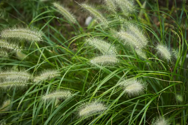 Foxtail barley
