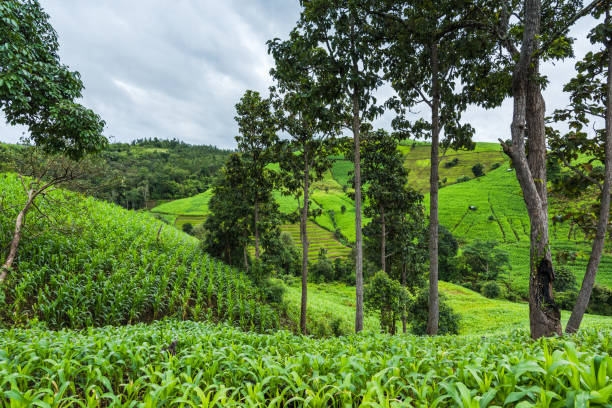 istock Corn farm plantation on hill landscape with Mountain View background 1161311198