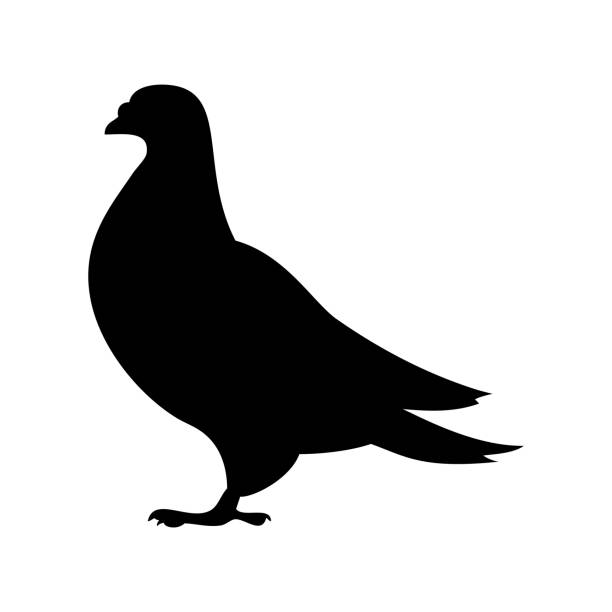 Pigeon icon vector line illustration squab pigeon meat stock illustrations