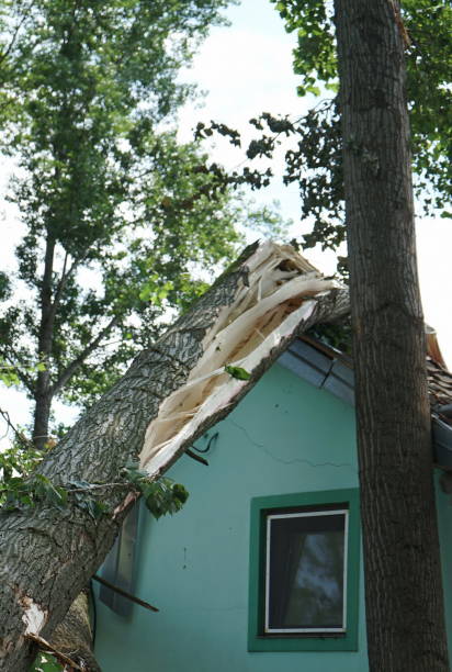 istock A house damaged by hurricane with fallen tree on the house 1161315624