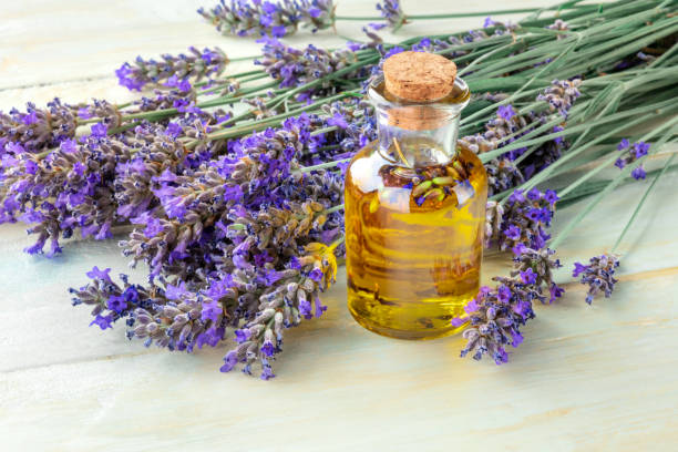 istock Lavender essential oil with lavender flowers on a rustic wooden background with copyspace 1161316718