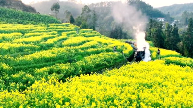 Steam train pass rapeseed fields