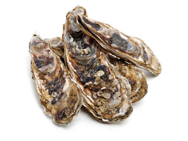 fresh opened oyster on white background - pacific oyster imagens e fotografias de stock