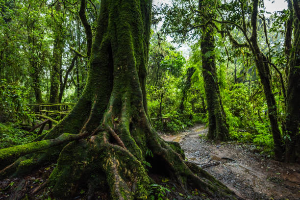 istock Fern, moss on tree plant in tropical rain forest 1161318640