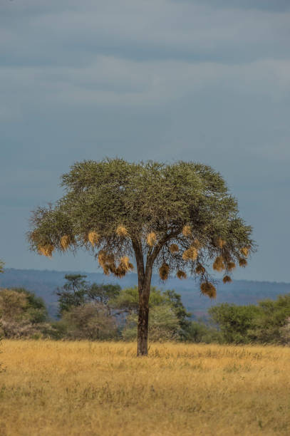 Acacia tree weaver bird nests