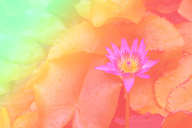 Flower background with a pastel colored for graphic design