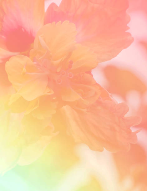 Flower background with a pastel colored for graphic design