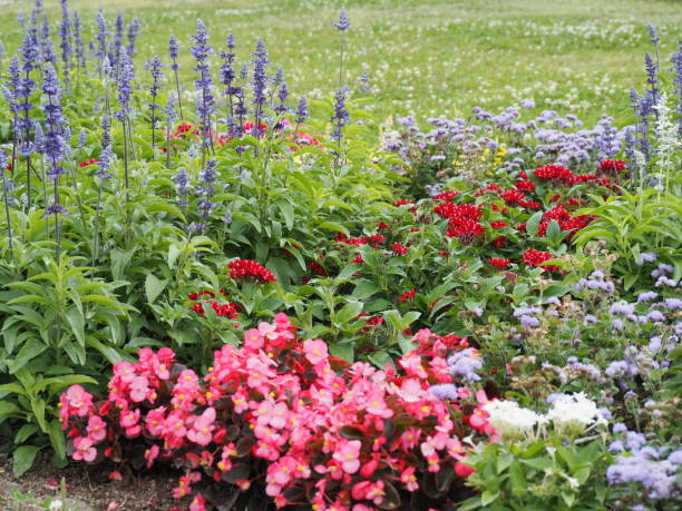 istock Colorful flowers in full bloom in spring garden 1161320085