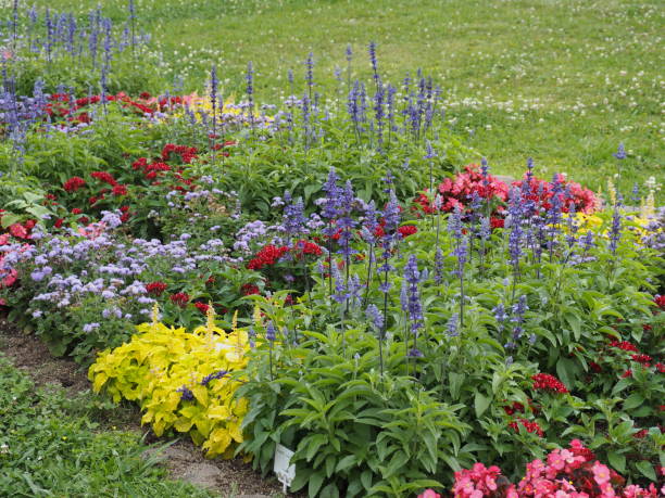 istock Colorful flowers in full bloom in spring garden 1161320094