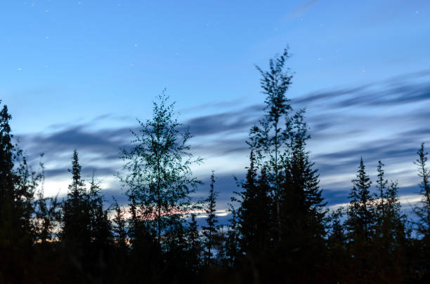 dark night sky over the trees fir trees in the taiga of yakutia. - landscape fir tree nature sunrise imagens e fotografias de stock