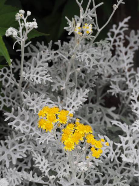 Beautiful silver leaves and yellow flowers of senecios cineraria (dusty miller) Beautiful silver leaves and yellow flowers of senecios cineraria (dusty miller) cineraria maritima stock pictures, royalty-free photos & images