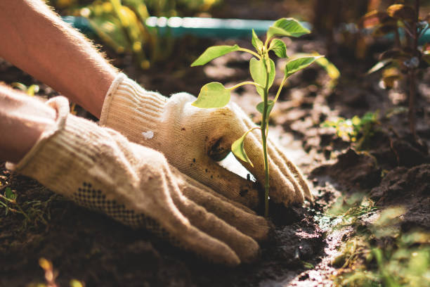 фермер руки заботиться и защищать молодых маленьких ростков растение в почве земли - работать в саду стоковые фото и изображения