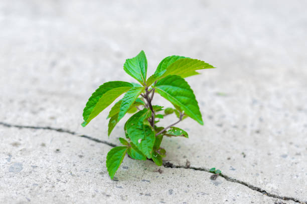 istock a small but powerful spout plant makes his way and breaks the cement pavement 1161321116