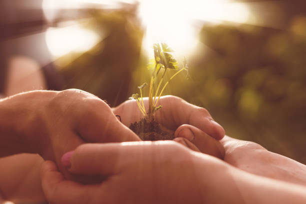 istock two people cupped hands holding young sprout with soil, charity and unity concept 1161321125