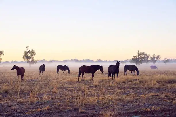 Brown horses in the fog at sunrise