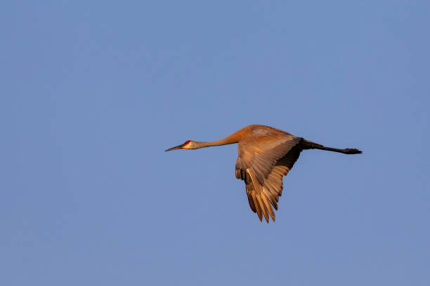 istock The sandhill crane (Antigone canadensis) in flight 1161321882