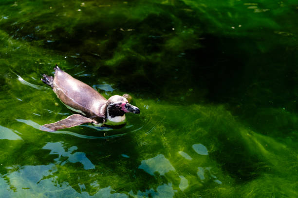 istock Galapagos penguin swimming 1161322969