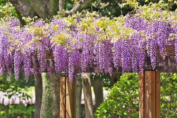 istock Wisteria floribunda 1161322971