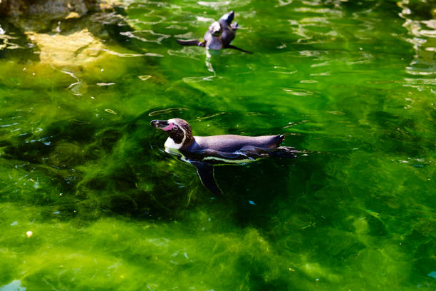 istock little Galapagos penguins inside water 1161322974