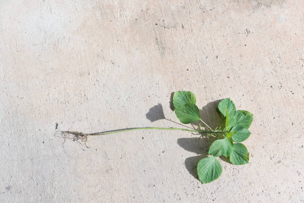 istock Acalypha indica,Indian copperleaf,Tree-seeded mercury.Catnip herb for cat  has a scent  like Pheromone 1161323716