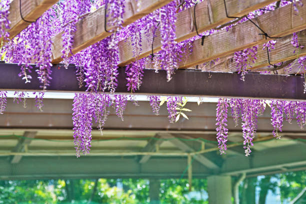 istock Wisteria floribunda 1161324142