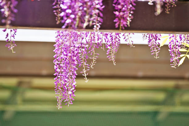 Wisteria floribunda