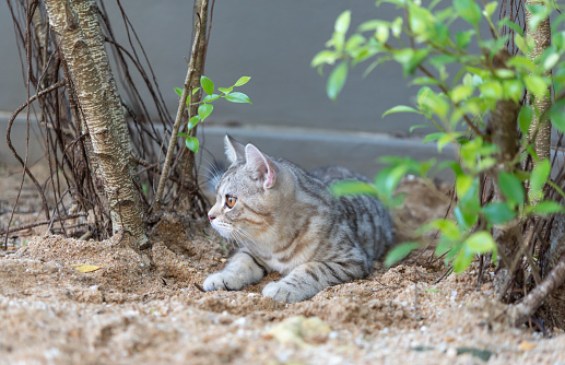 Lovely cute little cat with  beautiful yellow eyes on white sand in garden outdoor