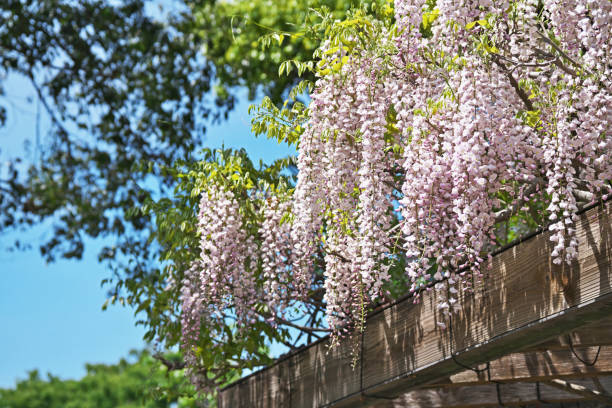 istock Wisteria floribunda 1161324437