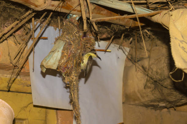 istock humming bird feeding her babies in the nest 1161324469