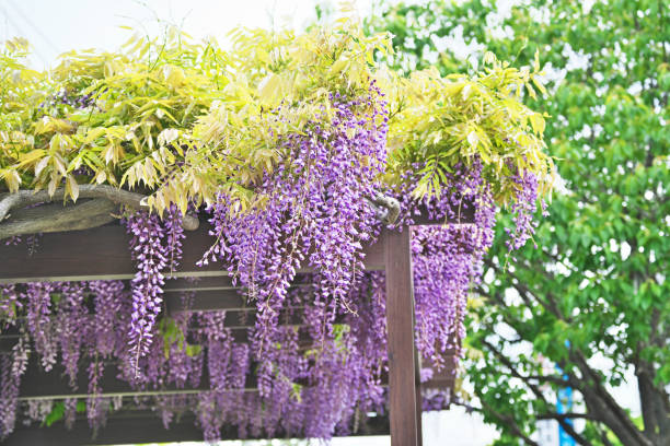 istock Wisteria floribunda 1161324613
