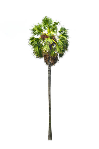 istock Betel palm tree isolated on white background. 1161325770