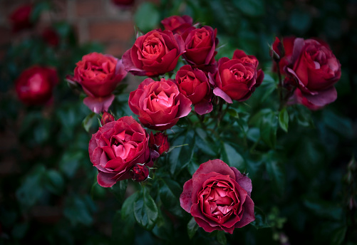 a group of red roses in an English garden