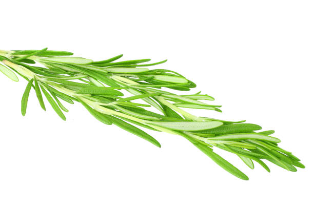 istock fresh rosemary leaves isolated on white background. 1161328123
