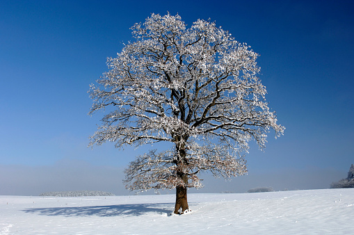 single big oak tree in winter