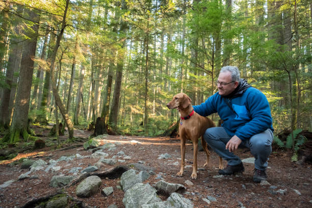 Mature Hiking Man Holding Vizsla Dog in Sunlit Forest stock photo