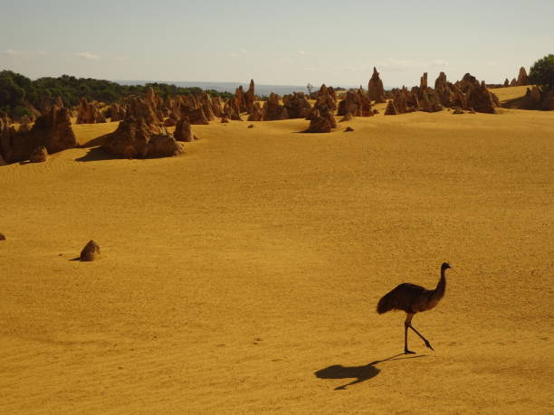 istock Emu. Dromaius novaehollandiae 21. 1161330194