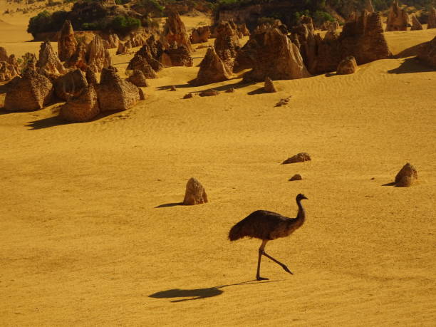 istock Emu. Dromaius novaehollandiae 16. 1161330195