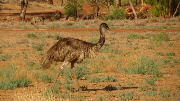 istock Emu. Dromaius novaehollandiae 13. 1161330196
