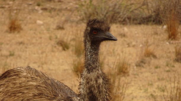 istock Emu. Dromaius novaehollandiae 18. 1161330201