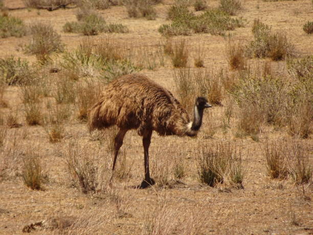 istock Emu. Dromaius novaehollandiae 2. 1161330205