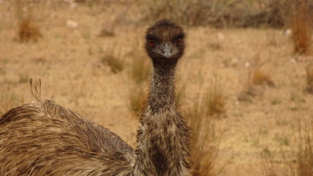 Emu. Dromaius novaehollandiae 17.