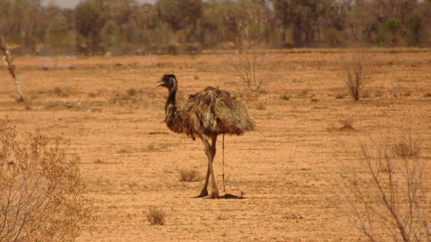 istock Emu. Dromaius novaehollandiae 14. 1161330213
