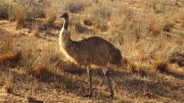 istock Emu. Dromaius novaehollandiae 19. 1161330235