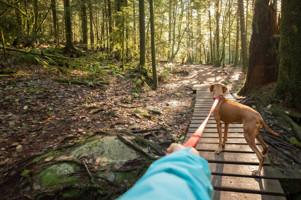 dog walker's pov, holding leashed vizsla dog en sunlit forest - perspectiva personal fotografías e imágenes de stock