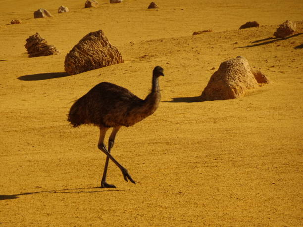 istock Emu. Dromaius novaehollandiae 1. 1161330586
