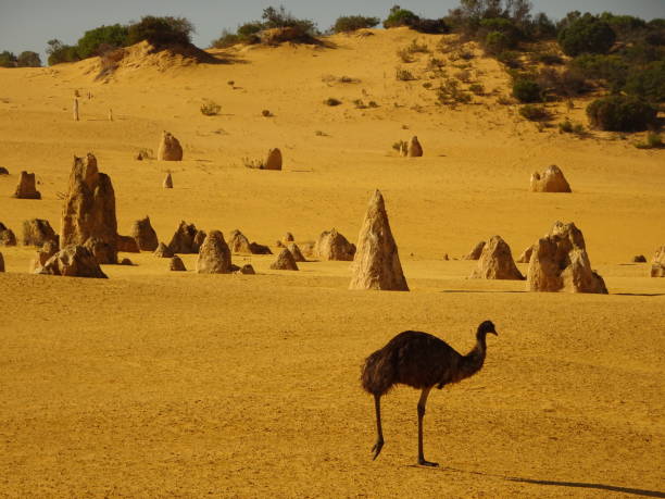 istock Emu. Dromaius novaehollandiae 11. 1161330594