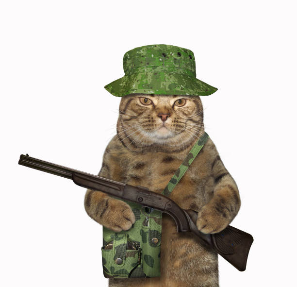 istock Cat ranger with a rifle 2 1161334937